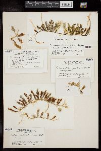 Caulerpa sertularioides f. brevipes image
