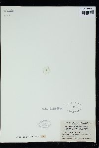 Lithothamnion australe f. tualensis image