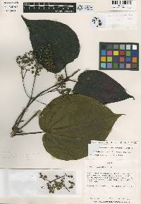 Miconia coloradensis image