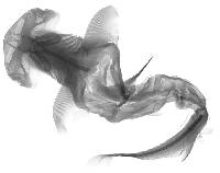 Sphyrna tiburo image