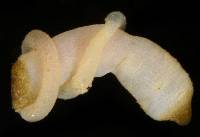 Aspidosiphon fischeri image
