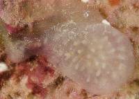 Eudistoma clarum image