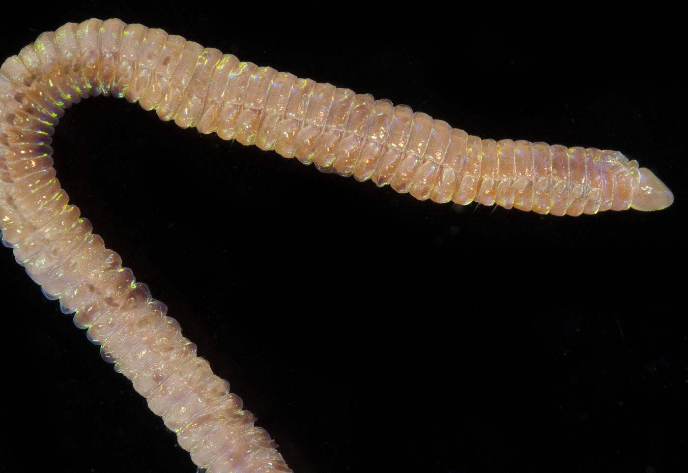 Lumbrineridae image