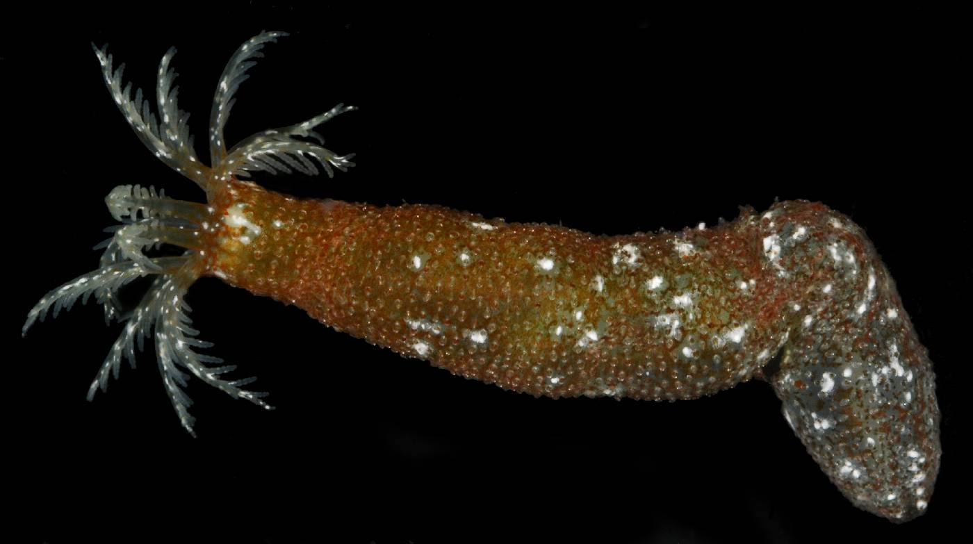 Synaptidae image