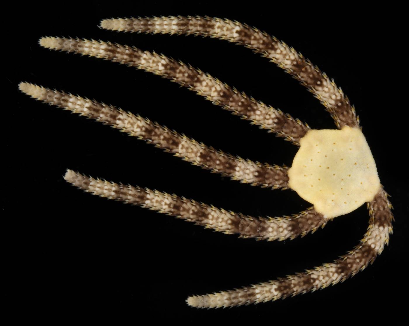 Ophioderma image
