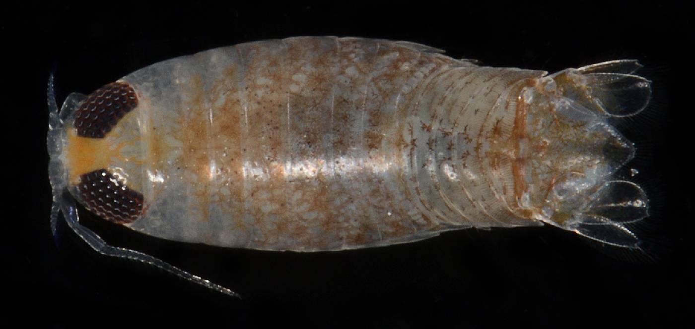Corallanidae image