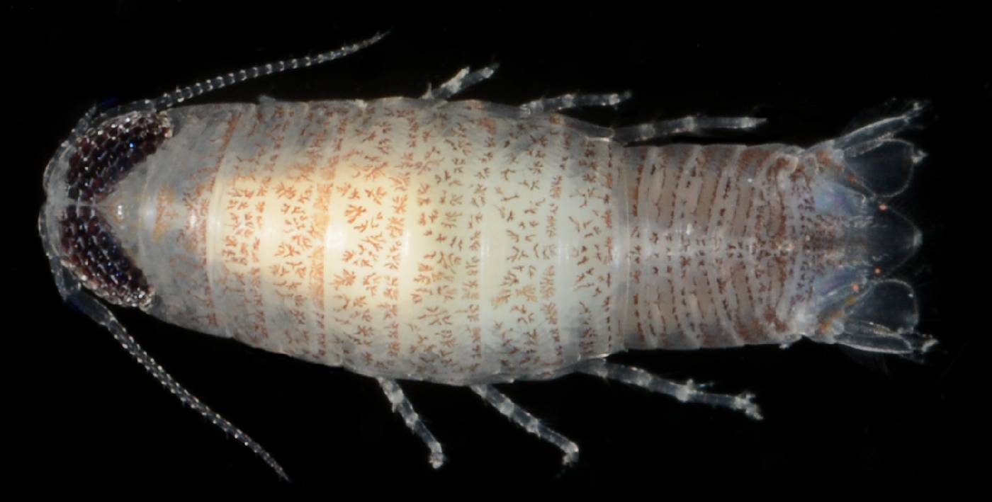Corallanidae image