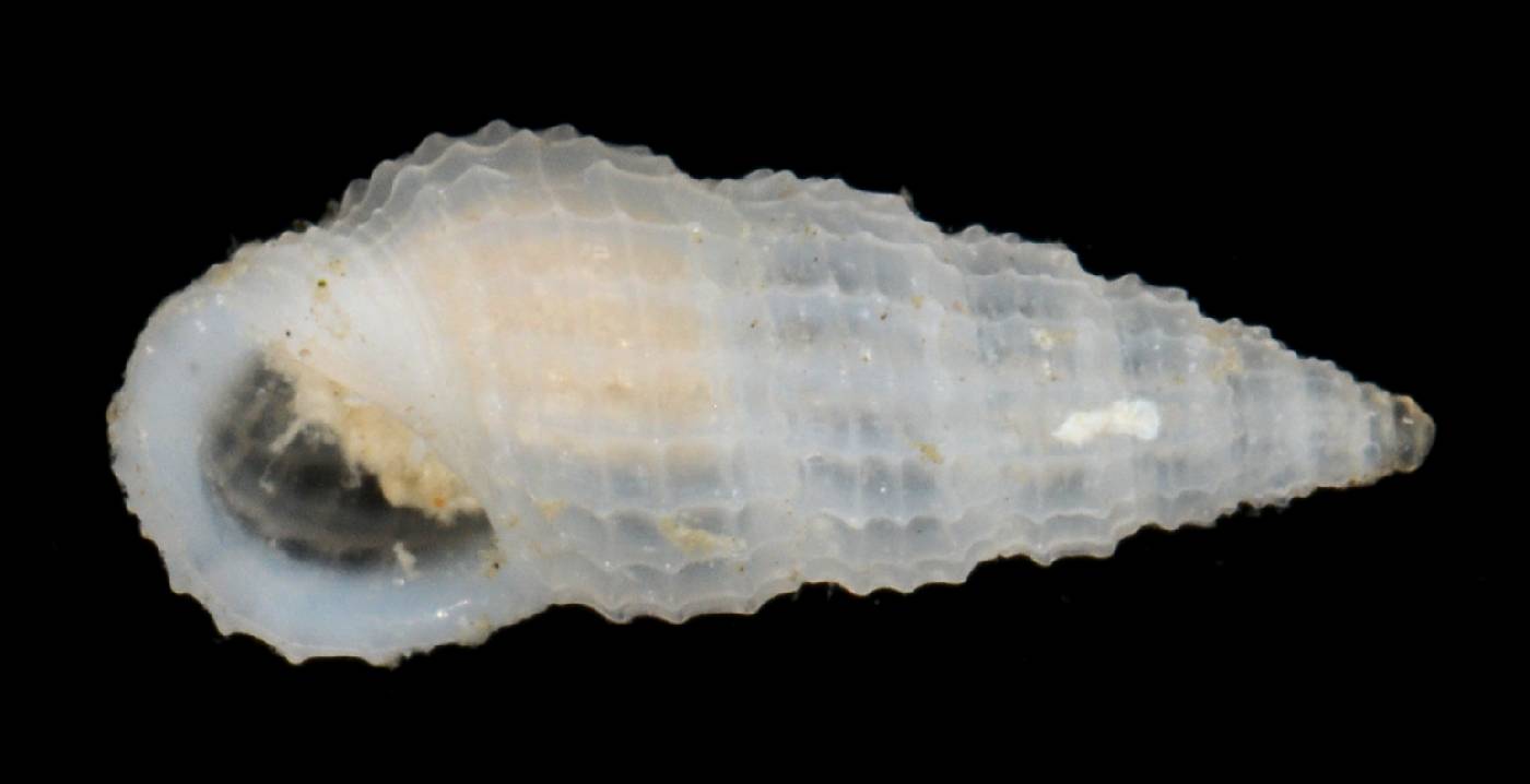 Rissoinidae image