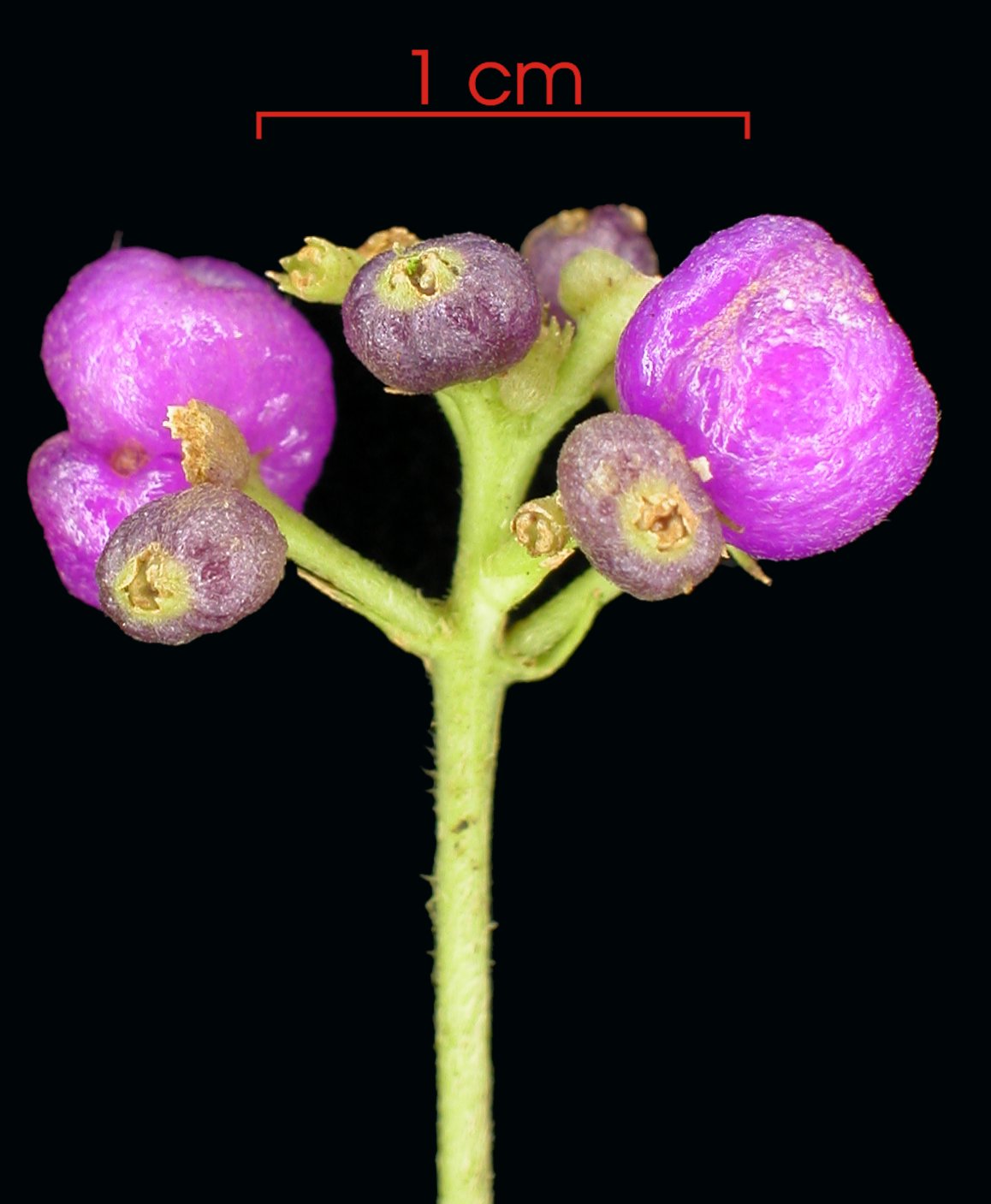 Palicourea cyanococca image