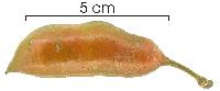 Swartzia simplex var. continentalis image