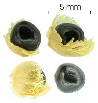 Tetracera portobellensis image