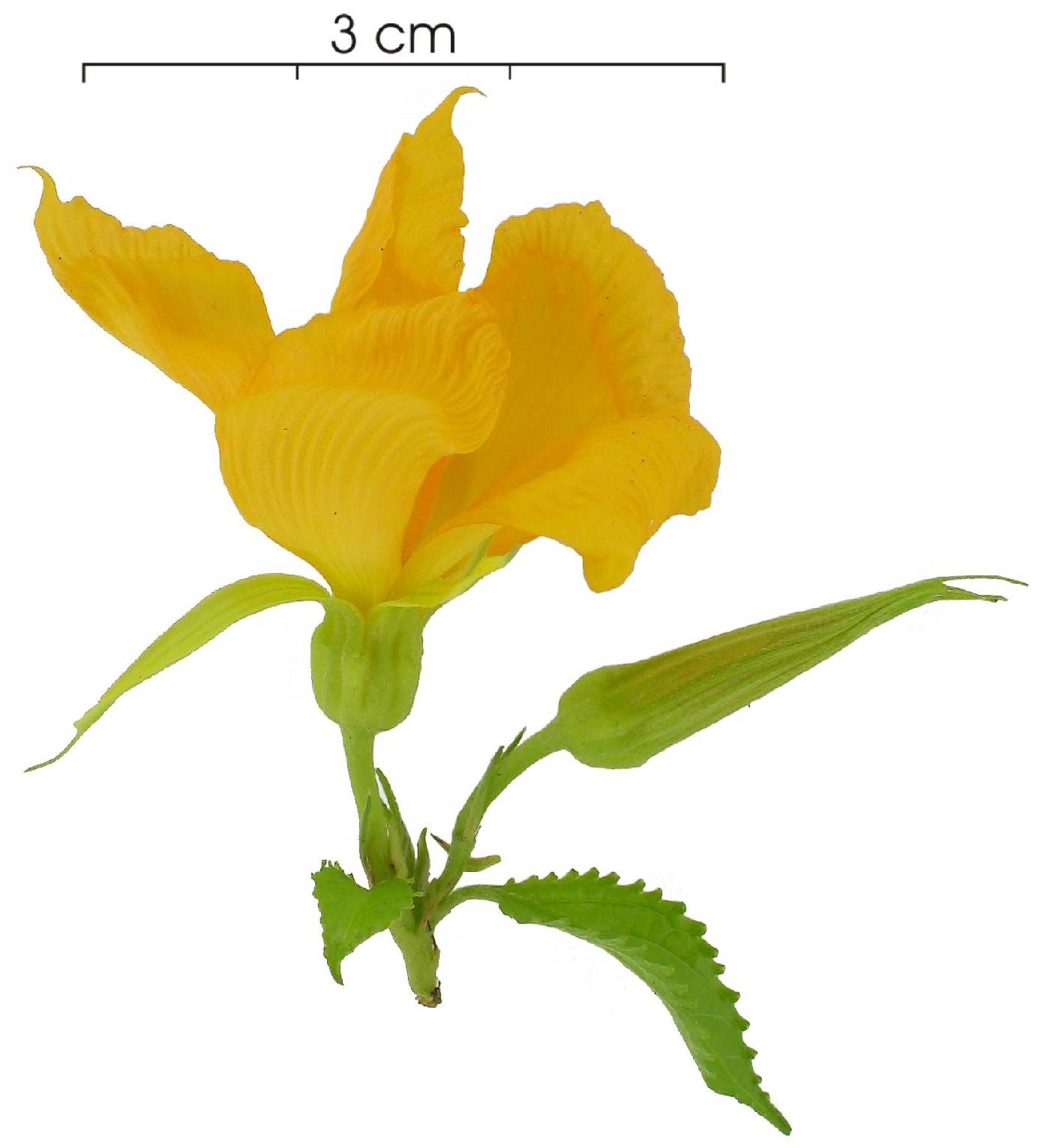Turneraceae image