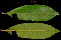Virola multiflora image