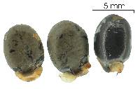 Xylopia frutescens image
