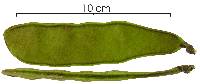 Dioclea guianensis image