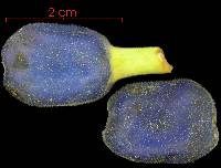 Heliconia platystachys image