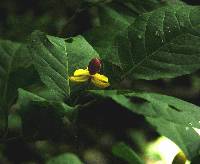 Casearia corymbosa image