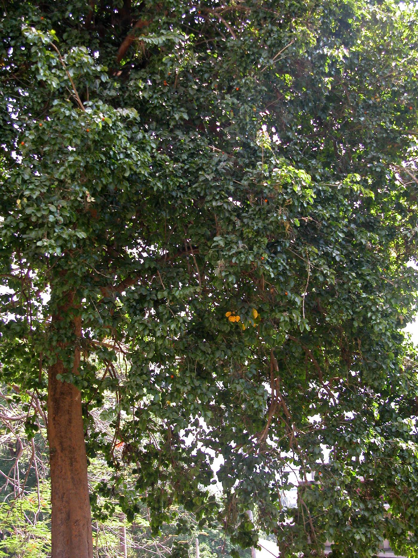 Loganiaceae image