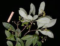Daphnopsis americana subsp. caribaea image