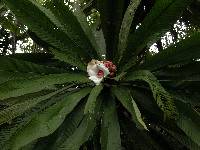 Image of Gustavia grandibracteata