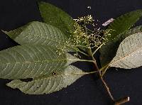 Raritebe palicoureoides subsp. dwyerianum image