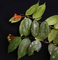 Image of Cavendishia megabracteata