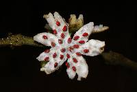 Image of Siparuna pauciflora