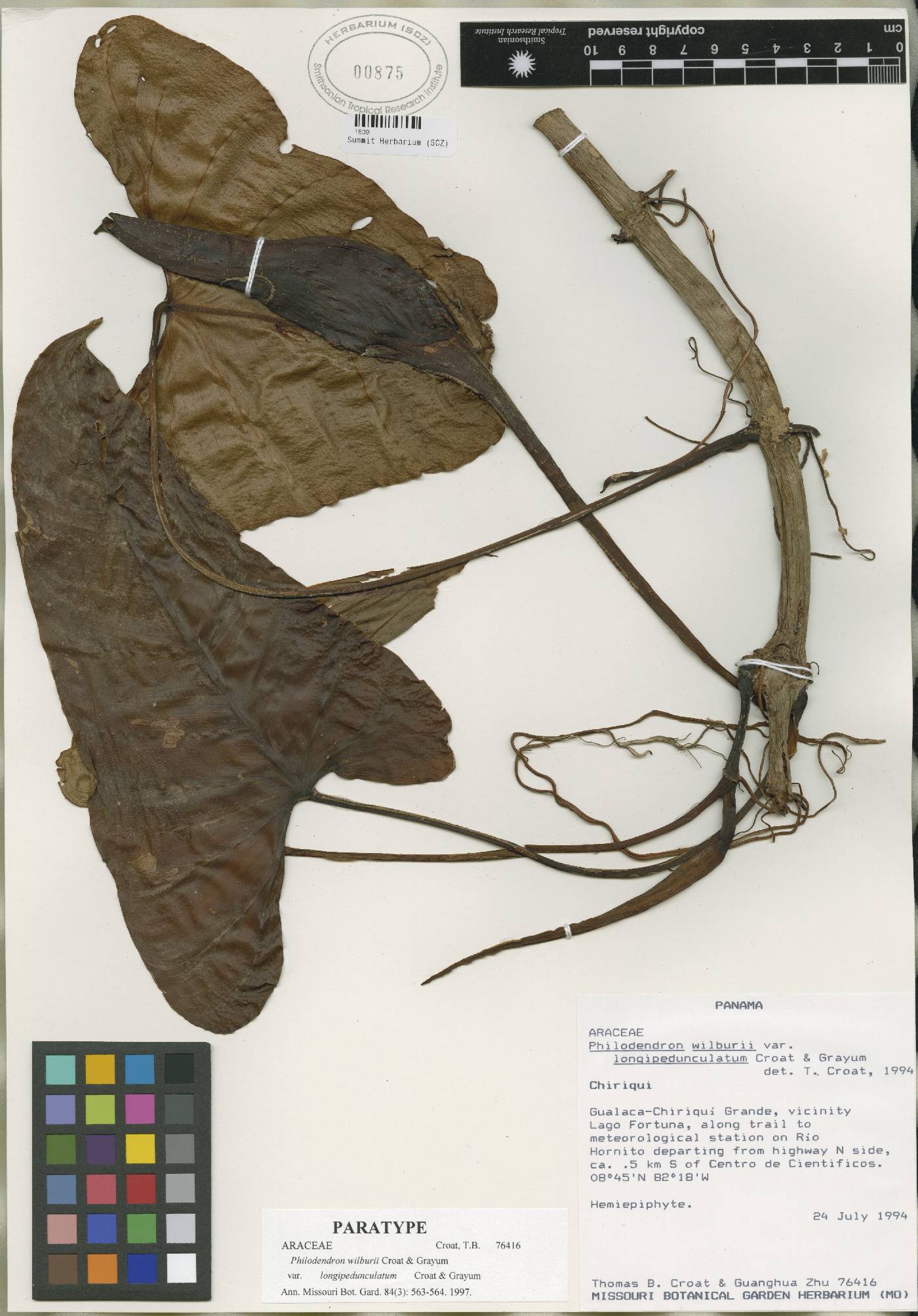 Philodendron wilburii var. longipedunculatum image