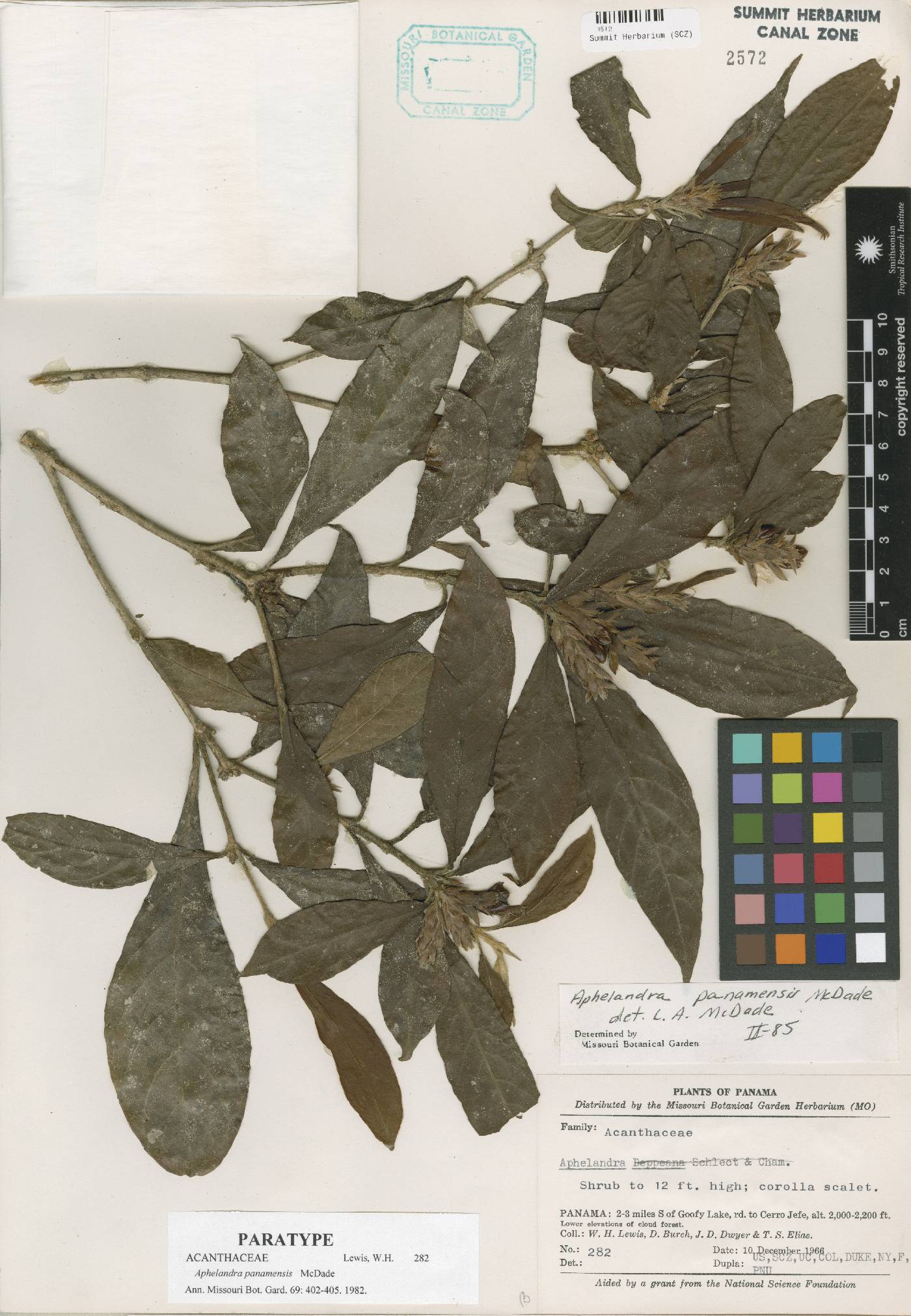 Aphelandra panamensis image