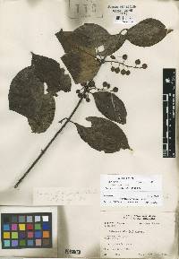 Image of Chiococca belizensis