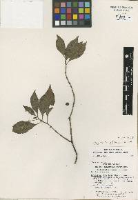 Image of Psychotria philacra