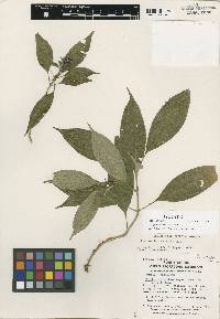 Image of Psychotria davidsei