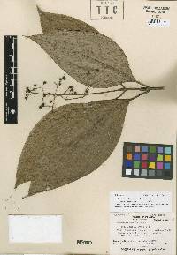 Raritebe palicoureoides subsp. dwyerianum image