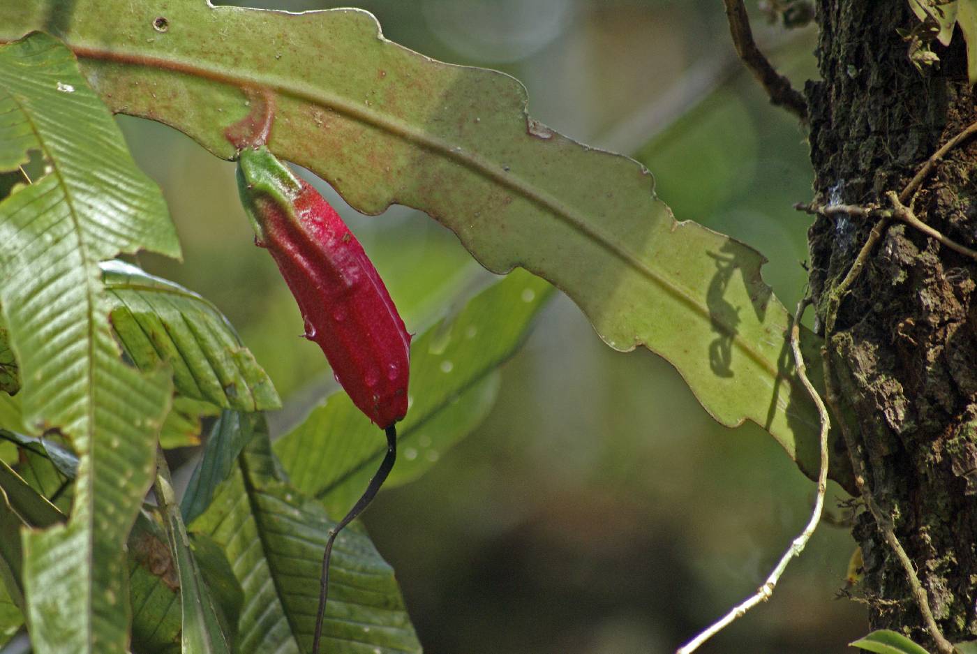 Epiphyllum phyllanthus var. columbiense image
