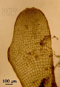 Dictyota concrescens image