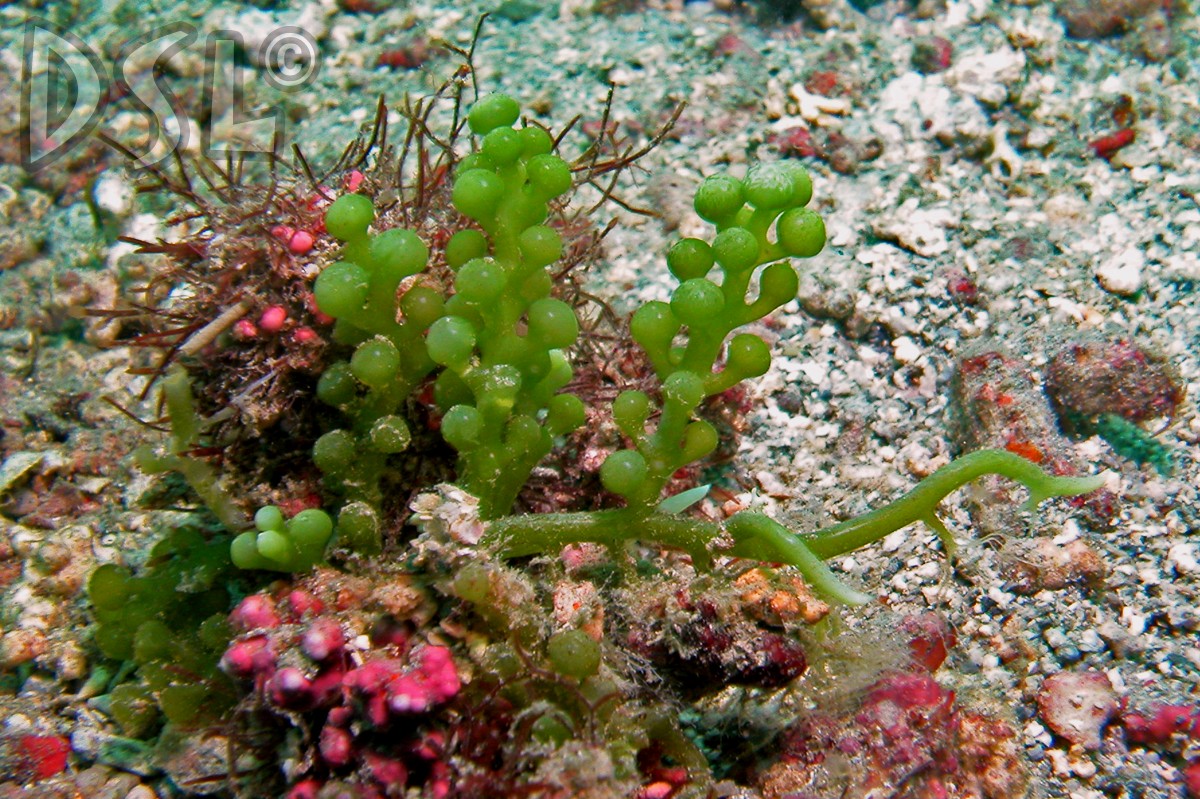 Caulerpa racemosa var. macrophysa image