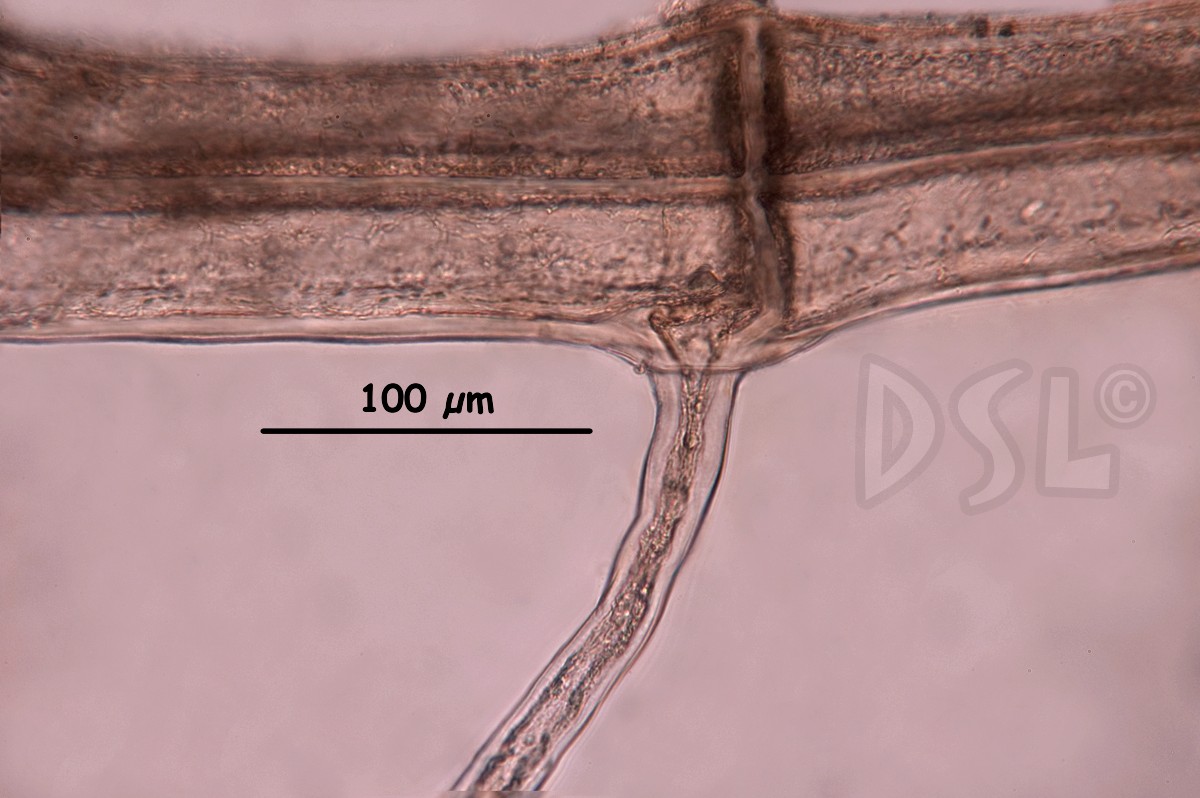 Neosiphonia tongatensis image