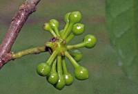 Image of Cremastosperma panamense