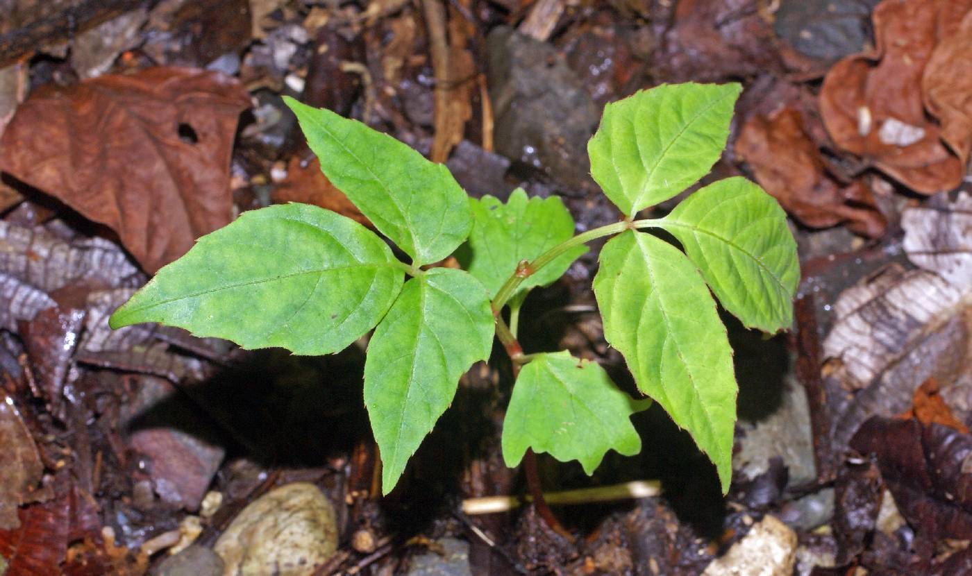 Vitaceae image