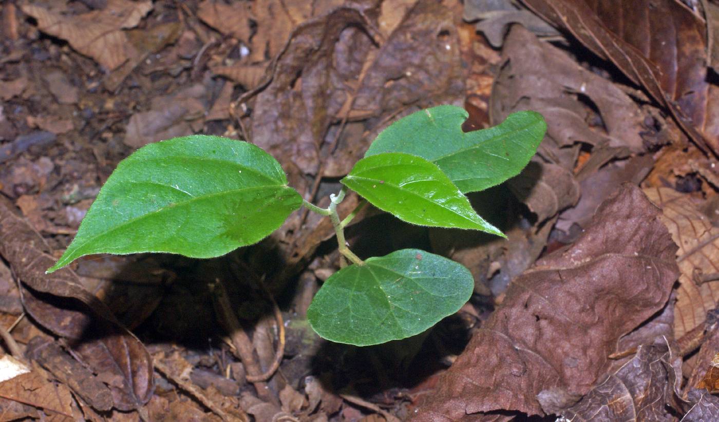 Hampea appendiculata var. appendiculata image