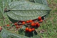 Image of Smilax domingensis