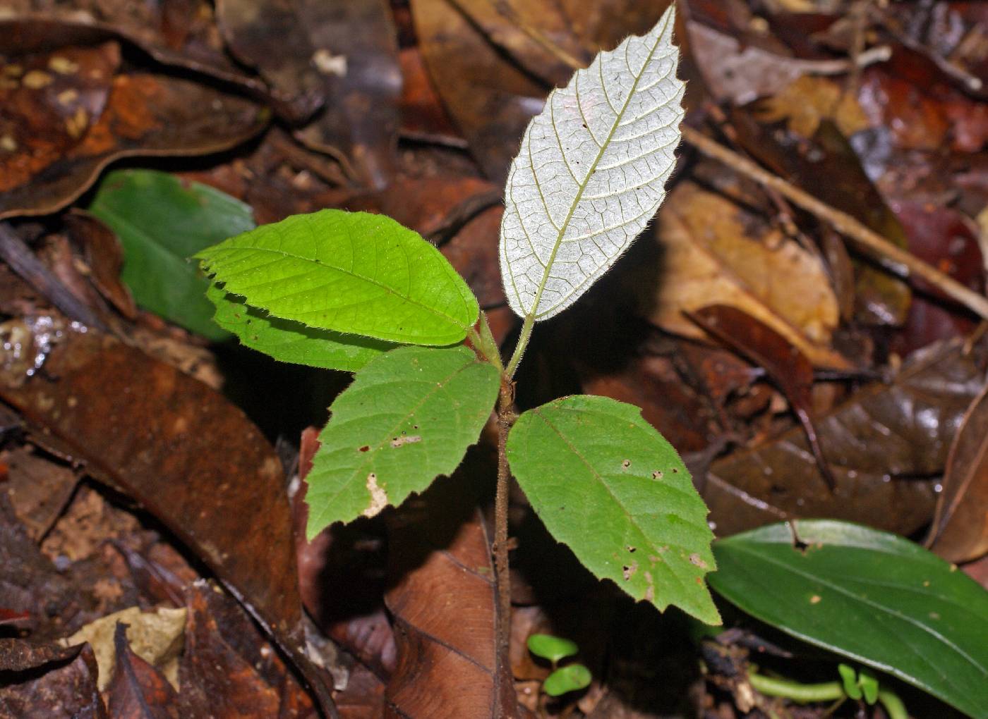 Pourouma bicolor subsp. chocoana image