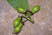Image of Tovomita longifolia