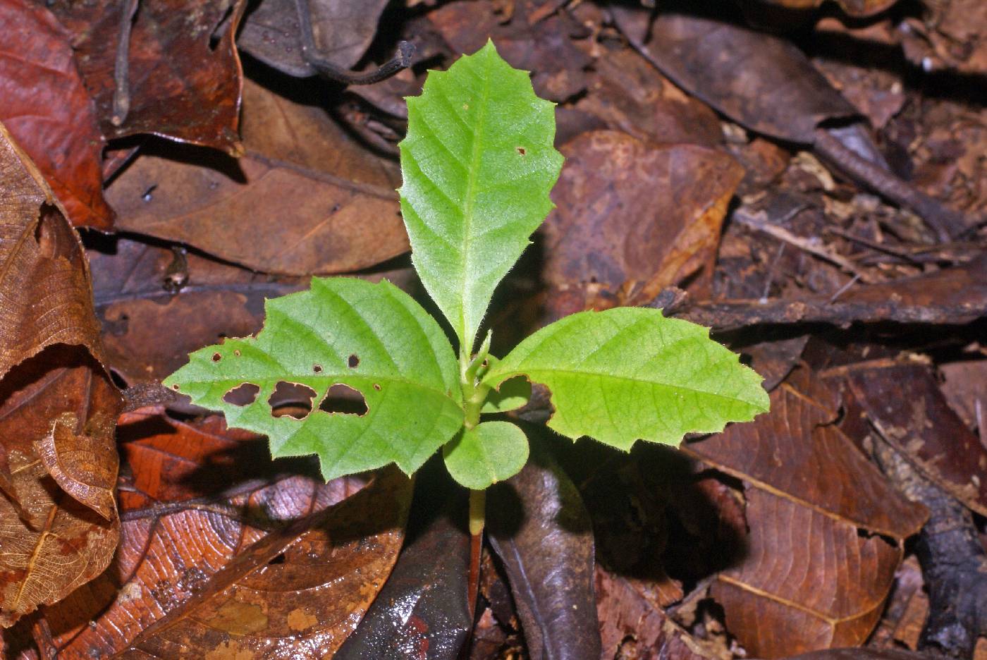 Dilleniaceae image