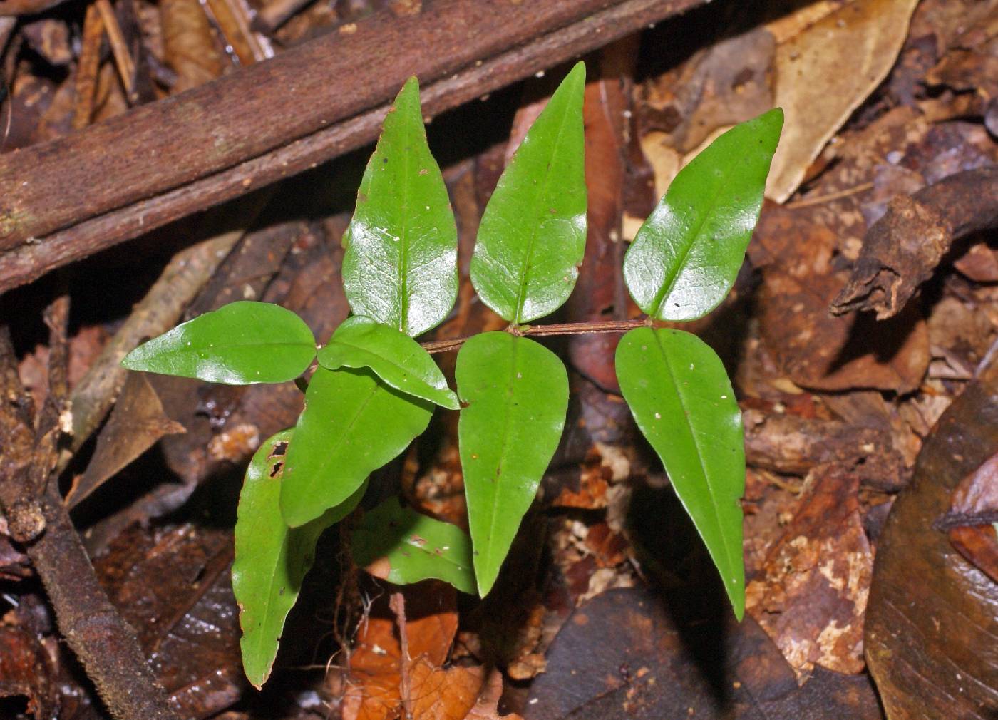 Mouriri myrtilloides subsp. parvifolia image