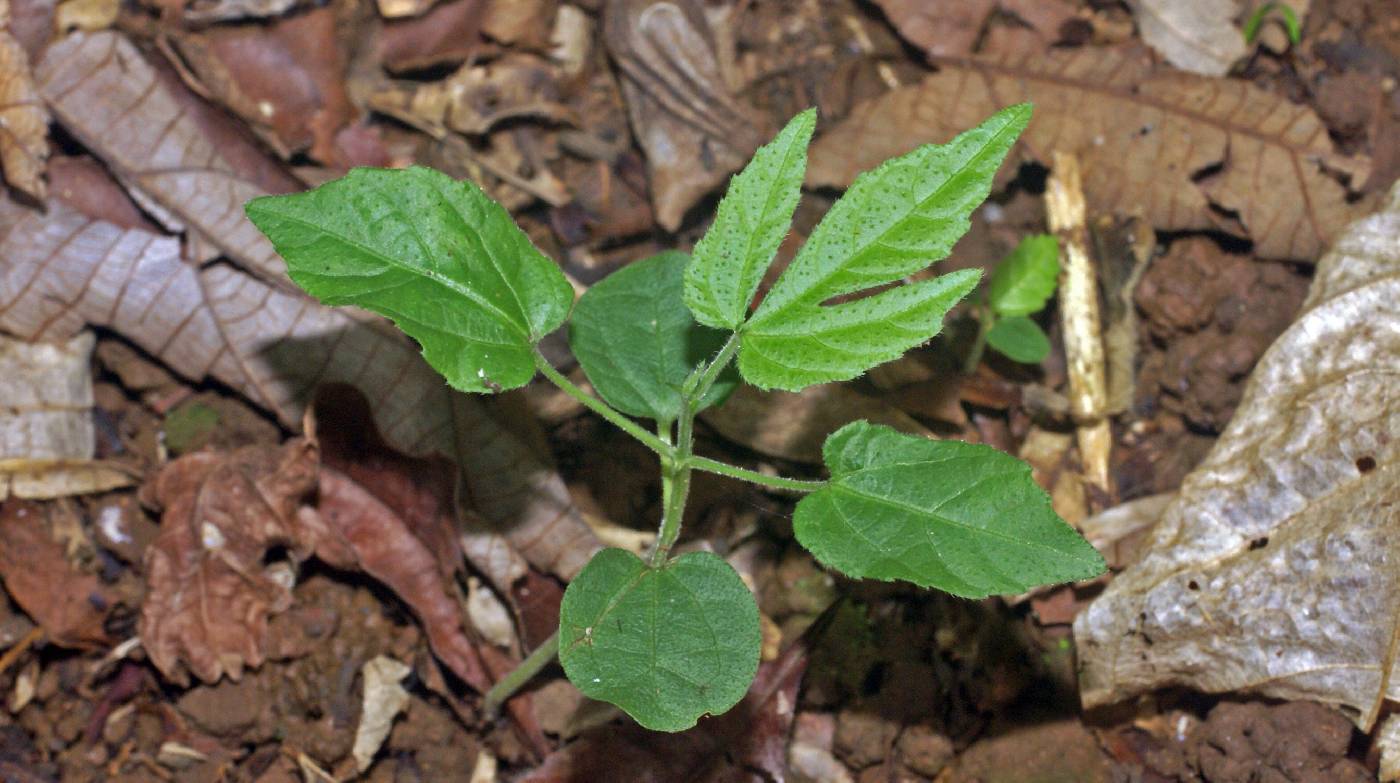 Dalechampia cissifolia subsp. panamensis image