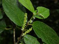 Image of Acalypha diversifolia