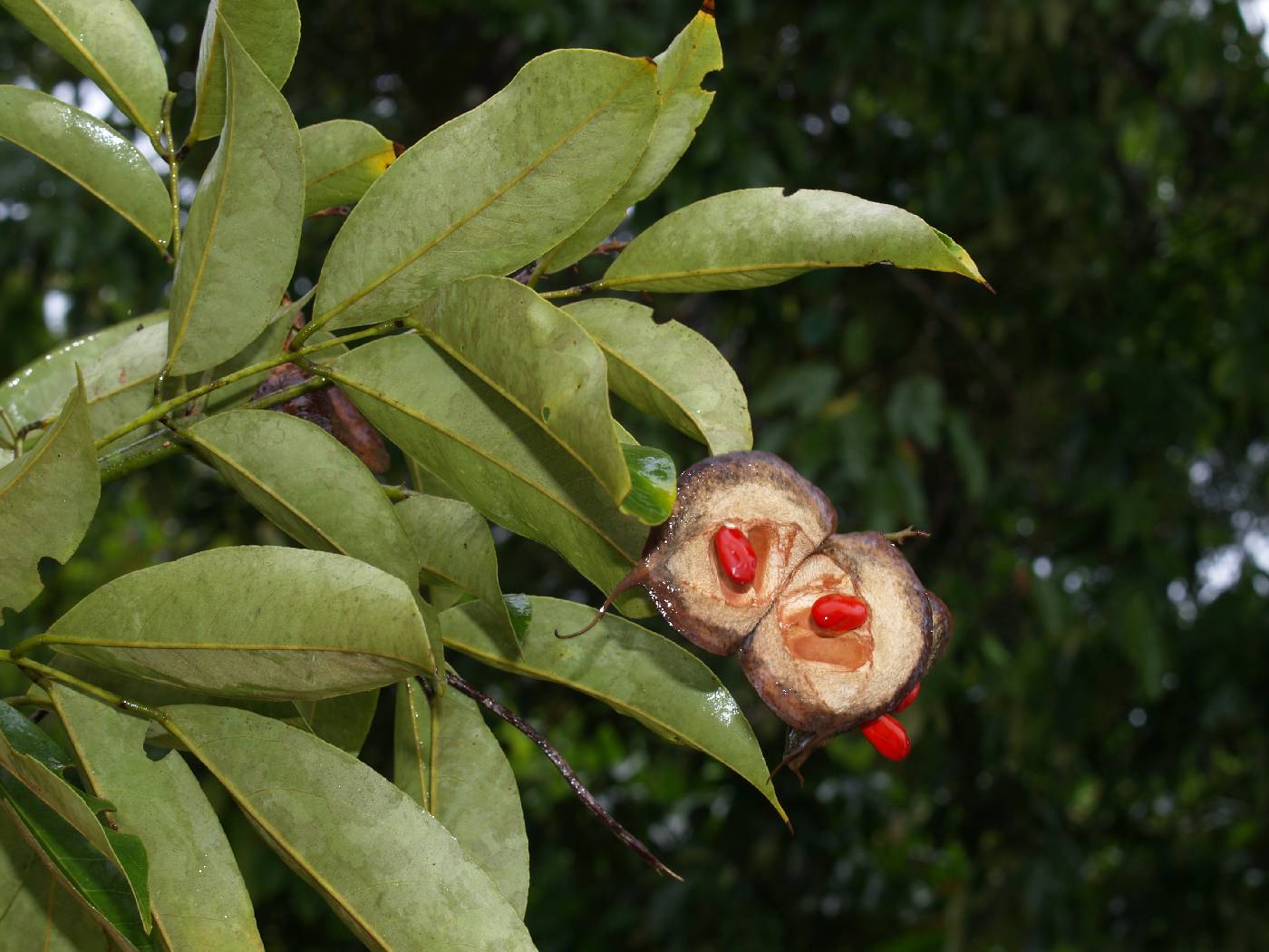 Ormosia panamensis image