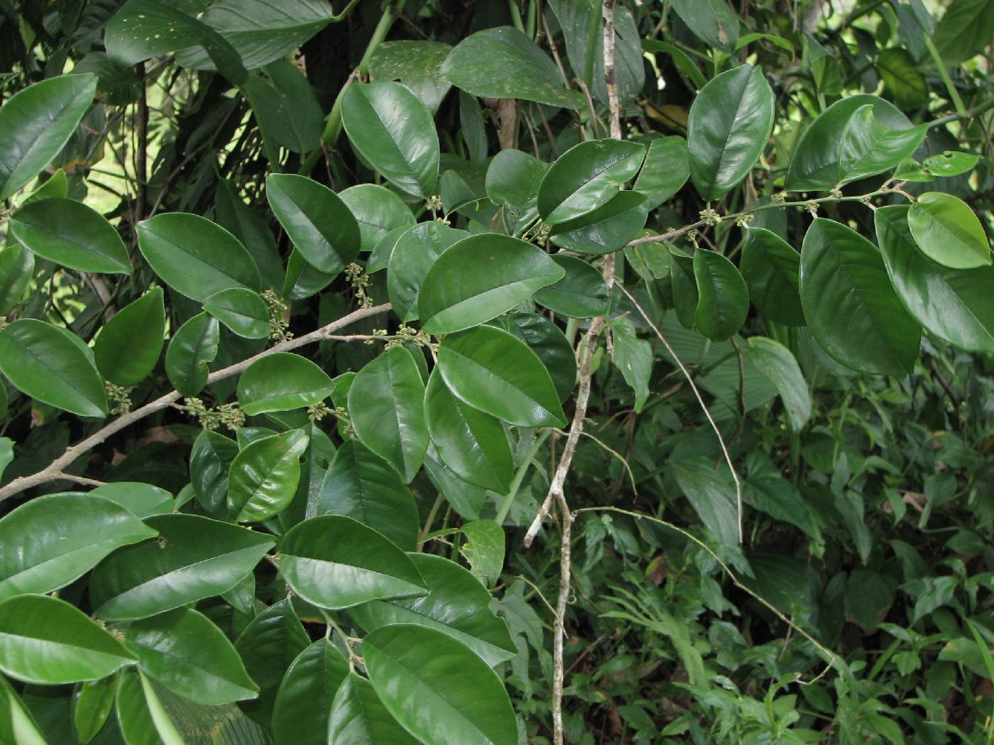 Chrysophyllum venezuelanense image