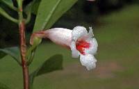 Image of Codonanthe macradenia